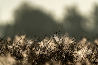 Dandelion seeds caught in spiderwebs in soft light