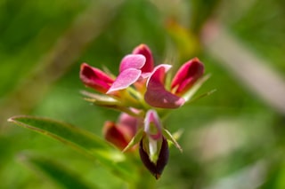 A close-up of a delicate pink and red wildflower.